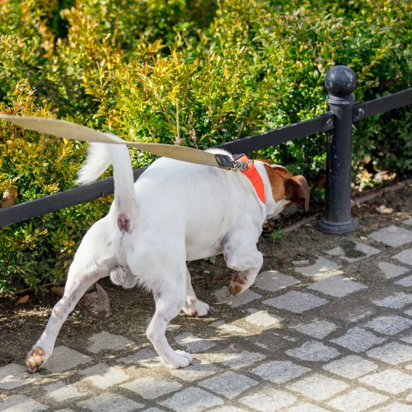 Stop the Pulling! The Pet Parent's Guide to Loose-Leash Walking.
