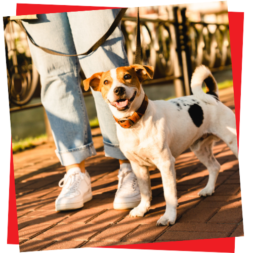 Dog Walking Image 1