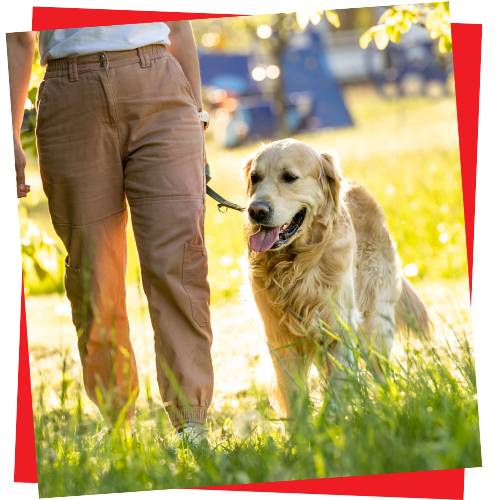 Dog Walking Image 2